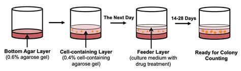 soft agar assay protocol